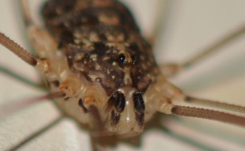 Nelima sp.